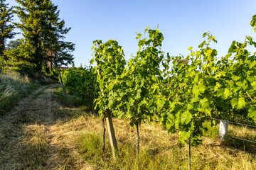 rural agricultural field with grapevines. light green vineyards landscape on sunny day under soft...