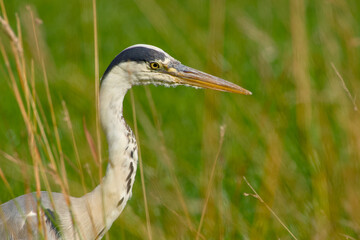 Portrait of a grey heron partially hidden in tall grass