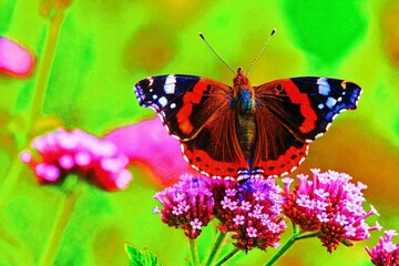 Naklejka premium admiral