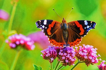 Obraz premium admiral