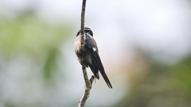 Whiskered Treeswift, the beauty of the rainforest