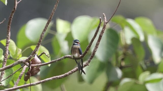 Whiskered Treeswift, the beauty of the rainforest