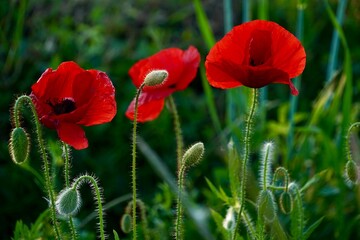 Naklejka premium Bright red poppies with partially open petals and a tightly closed bud on a green meadow, wildflowers, red poppy