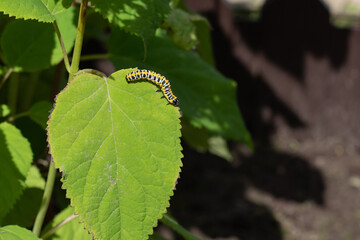 Caterpillar (Cucullia lactucae) on a hydrangea leaf