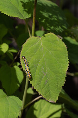 Caterpillar (Cucullia lactucae) on a hydrangea leaf