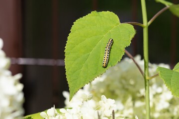 Caterpillar (Cucullia lactucae) on a hydrangea leaf