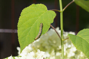 Caterpillar (Cucullia lactucae) on a hydrangea leaf