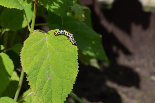Caterpillar (Cucullia lactucae) on a hydrangea leaf