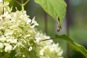 Caterpillar (Cucullia lactucae) on a hydrangea leaf