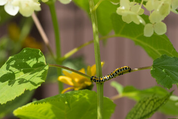Caterpillar (Cucullia lactucae) on a hydrangea leaf