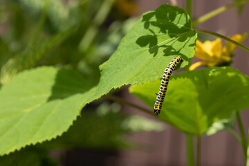 Caterpillar (Cucullia lactucae) on a hydrangea leaf