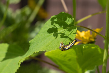 Caterpillar (Cucullia lactucae) on a hydrangea leaf