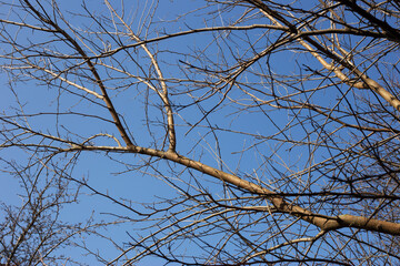 Obraz premium Branches stretch against clear blue sky in tranquil winter morning setting with the sun shining gently