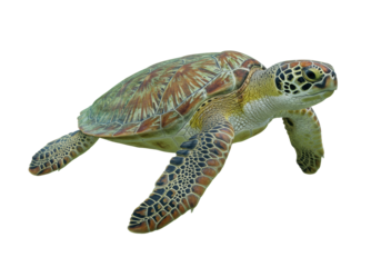 Adult green sea turtle gracefully mid-swim, powerful front flippers extended, intricate green and brown textured shell, isolated against a transparent studio background, concept of environmental