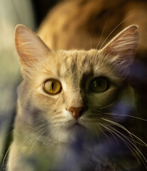 portrait of a cat