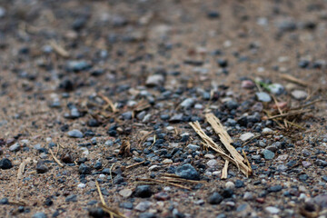 Macro shot of a natural ground surface with small stones, sand, and scattered dry twigs on an outdoor unpaved trail.