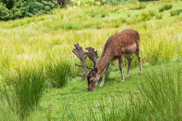 horned deer eating juicy green grass in a meadow in summer on a sunny day