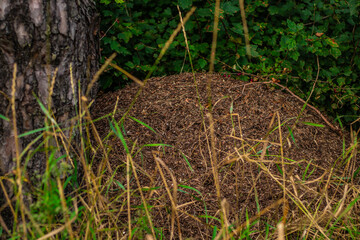 Close-up of a large ant hill in the forest, surrounded by green vegetation, illustrating insect...