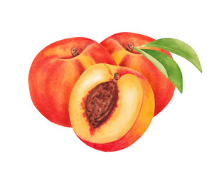 Watercolor botanical illustration of the peach fruits isolated on white background. Hand drawn peach and slice of peach
