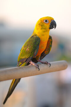 A cute little Beautiful Bird parrot Jenday Conure