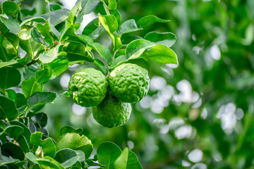 Bergamot, Fresh green bergamot fruit hanging from branch. bergamot tree garden and healthy food concept, group of bergamot,Bergamot medicinal plants with many