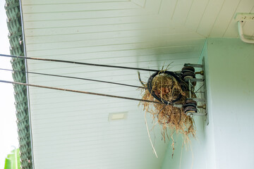Bird nest built on electric cable bracket near ceiling, illustrating nature adapting to urban environment. Improvised nesting site in a residential or industrial setting.