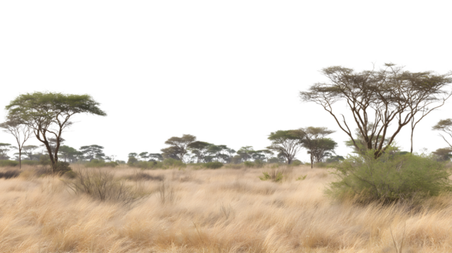 open landscape with scattered trees and dry grass  isolated on white background