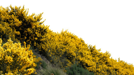 Golden gorse bushes flourish  isolated on white background
