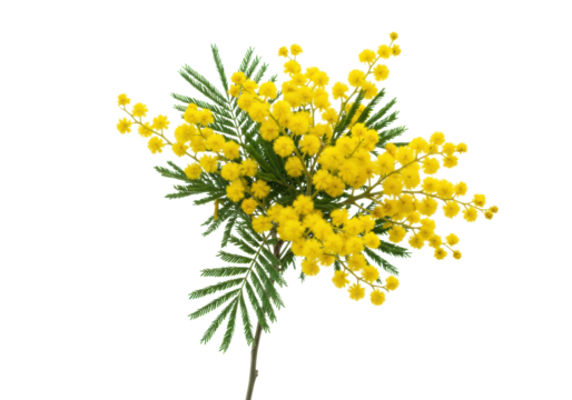 A vibrant mimosa branch with bright yellow fluffy flowers and intricate green leaves, meticulously fresh, floating on a transparent background with soft studio light, concept of natural vitality