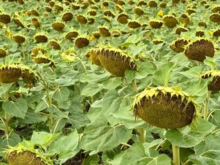 sunflower and bee