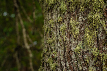 Close-up of textured tree bark covered in green moss and lichen, with a tiny brown snail visible...