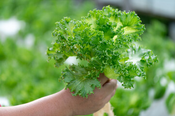 farmer picks lettuce from the vegetable garden. fresh lettuce grown in organic farming.