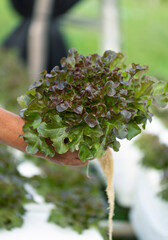 farmer picks lettuce from the vegetable garden. fresh lettuce grown in organic farming.
