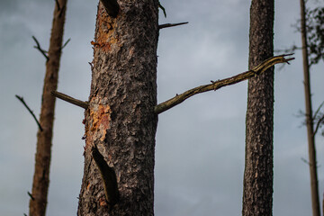 Detailed view of a weathered pine tree trunk with peeling bark and jagged, broken branches against a cloudy sky background.
