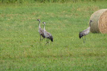 grey crowned cranes