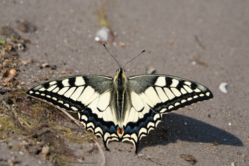 butterfly on the seashore in the beach sand