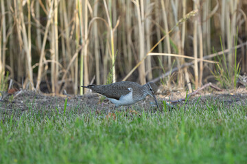 bird on the grass