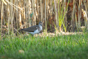 bird on the grass