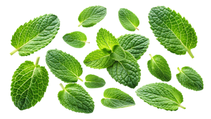 flying mint leaves isolated - on a white background PNG. GENERATIVE AI