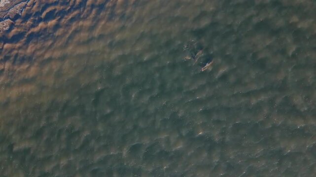 Pod of dolphins in the Edisto River off of Seabrook Island, SC
