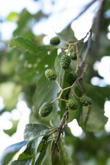 Alder branch in summer. Alder branch with green leaves. Sunlight shines through alder branches.