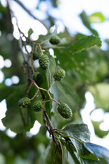 Alder branch in summer. Alder branch with green leaves. Sunlight shines through alder branches.