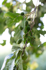 Alder branch in summer. Alder branch with green leaves. Sunlight shines through alder branches.