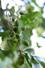 Alder branch in summer. Alder branch with green leaves. Sunlight shines through alder branches.