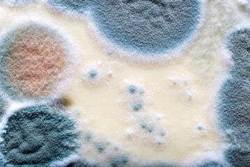 Close-Up View of Vibrant Mold Texture on Organic Surface