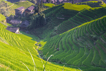Longji Dragon's Backbone Terraced Rice Fields. Yangshuo, China