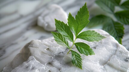 green leaves background