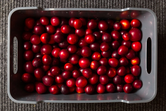 Close-Up Shot of Fresh Red Plums with Vibrant Color