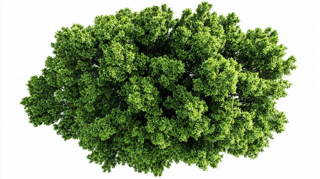 Aerial View of Lush Green Canopy from Above - Tree Top Perspective