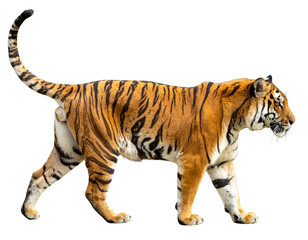 Obraz premium Side View of a Striding Tiger with Tail Curved Up, Transparent Background